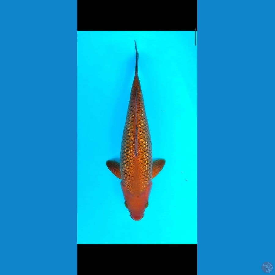 chagoi tembaga ginrin