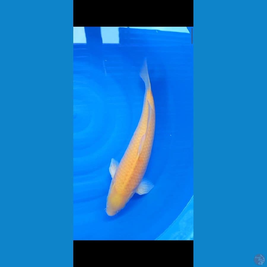 M 50Cm #Karasi Jagung