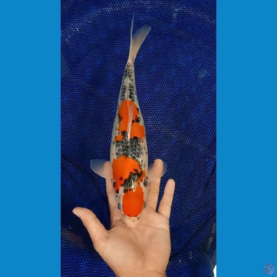 #Maruten Ghosiki 33 Cm Betina