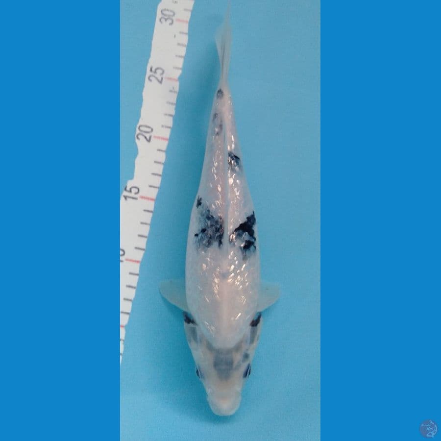 SHIRO FULL GINRIN PADAT 30CM