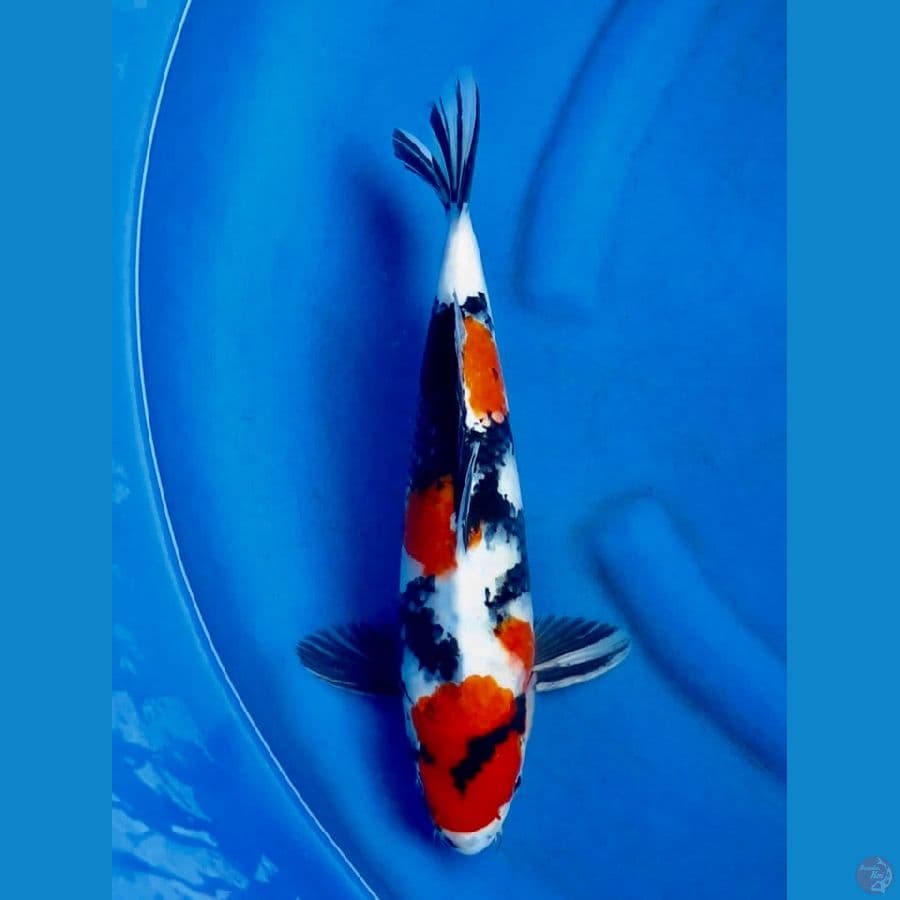 37cm , male showa