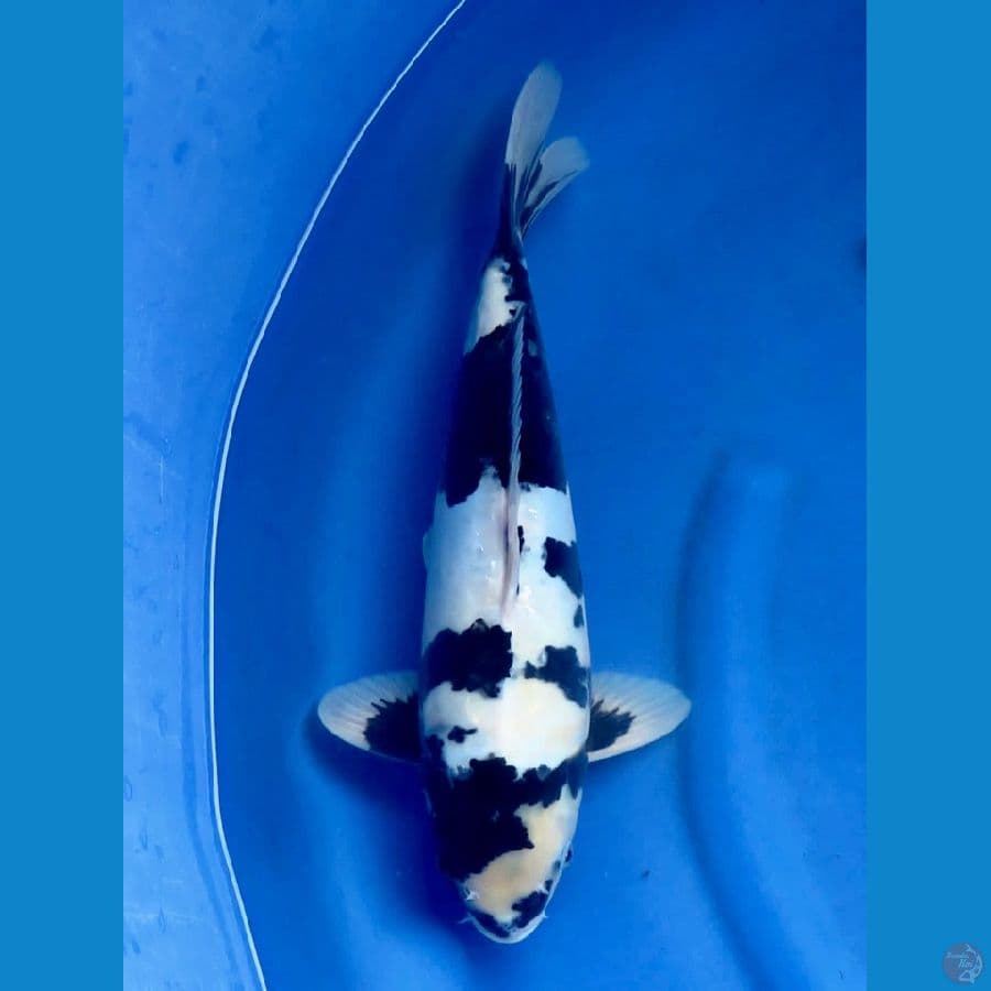 40cm , Shiro doit