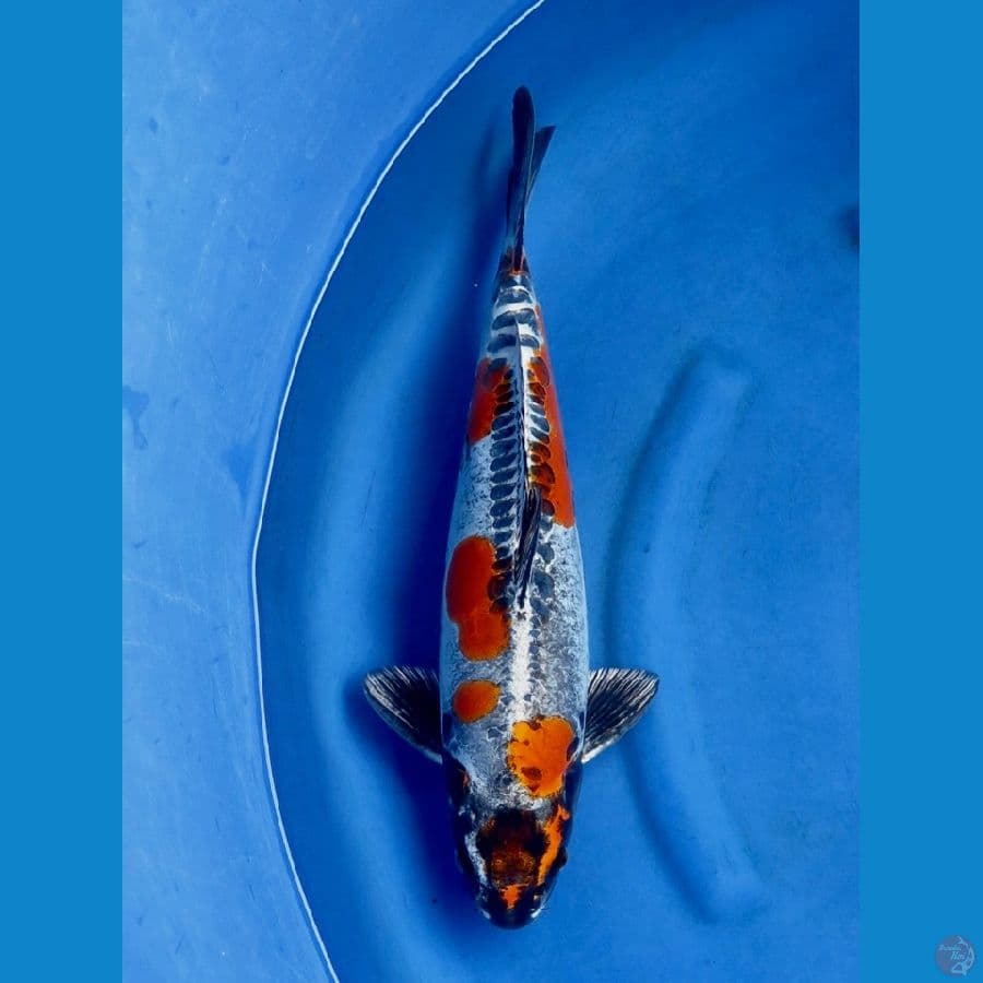 50cm , Benikiko SQ