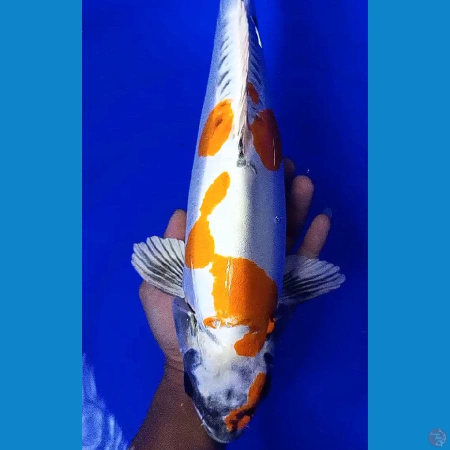 kikokuryu munuk male 45 bu