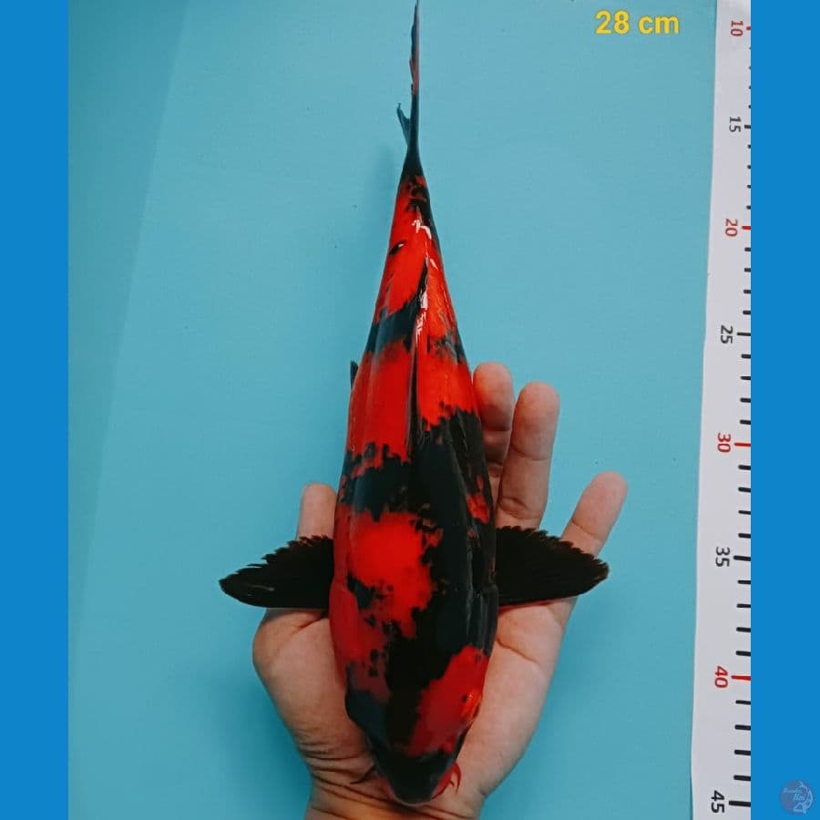 short body