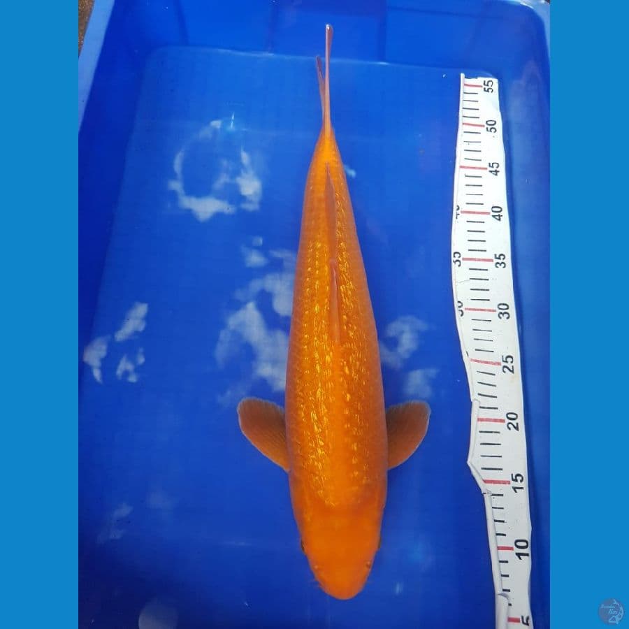 Red Karasi fuull ginrin 47cm male HQ
