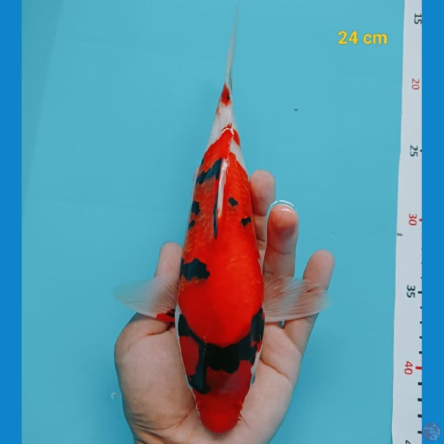 short body