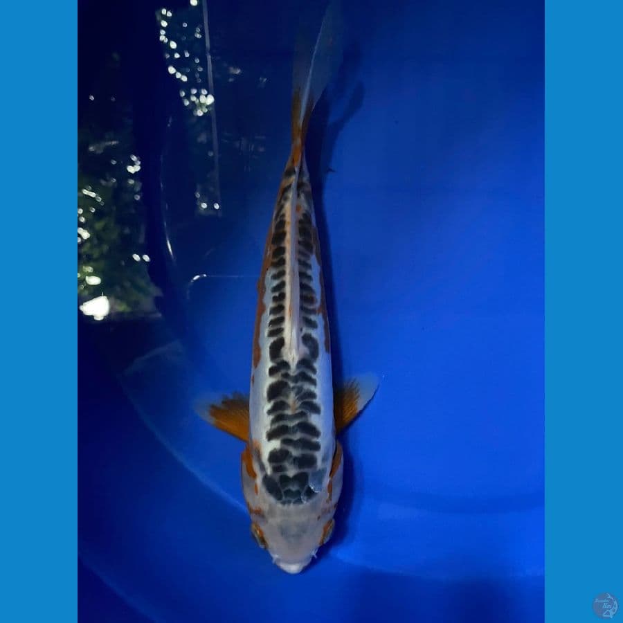 SHUSUI 23 CM