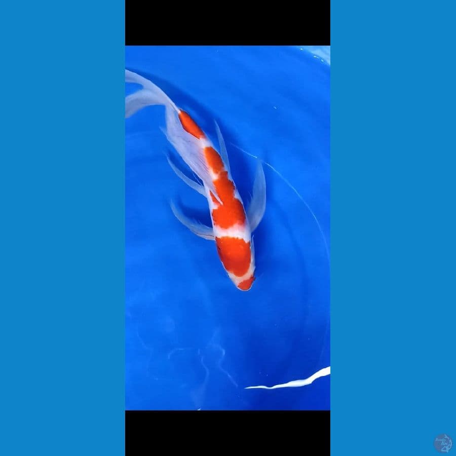 KOHAKU KUMPAY 37 cm