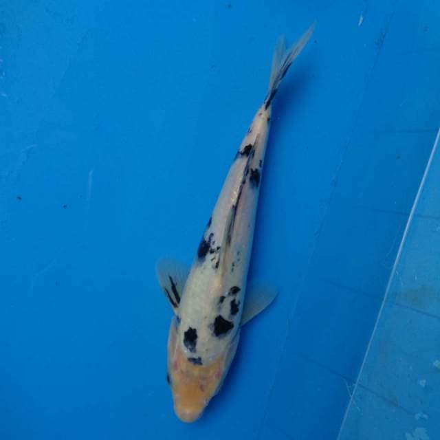 Bekko F1