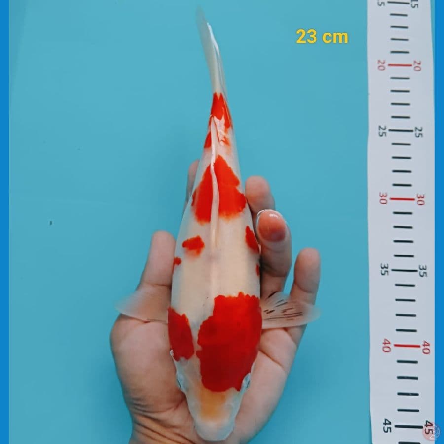 KOHAKU body short MANTAP