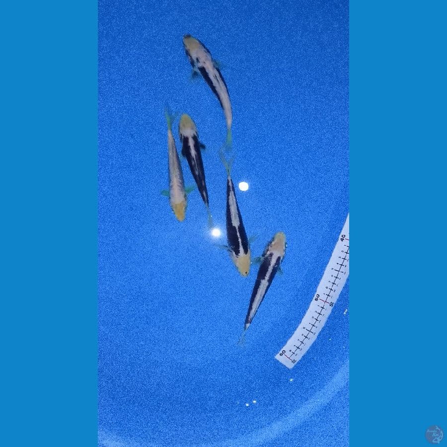 Paket 5 ekor Kumonryu 20cm™
