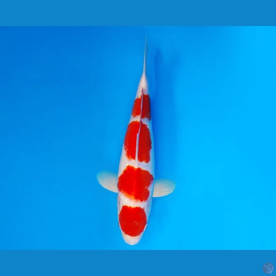 SILK KIMONO 9 ~ Kohaku 28 cm/male ™