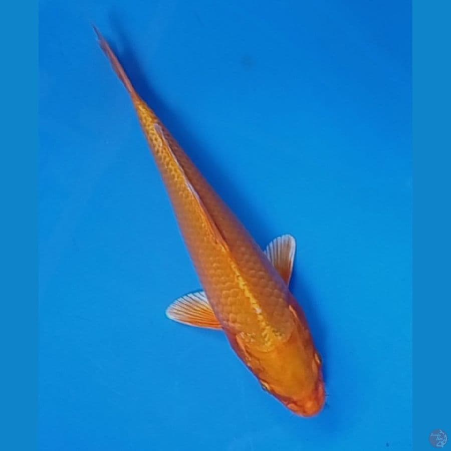 20 cm