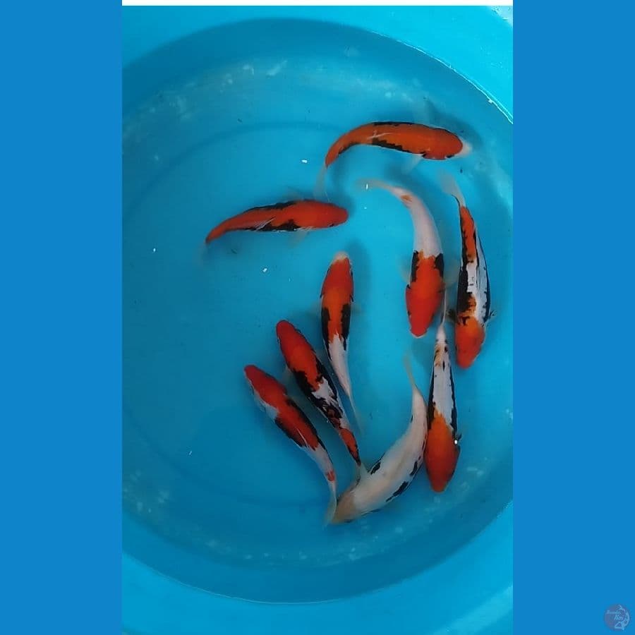 benikumon 15-17cm