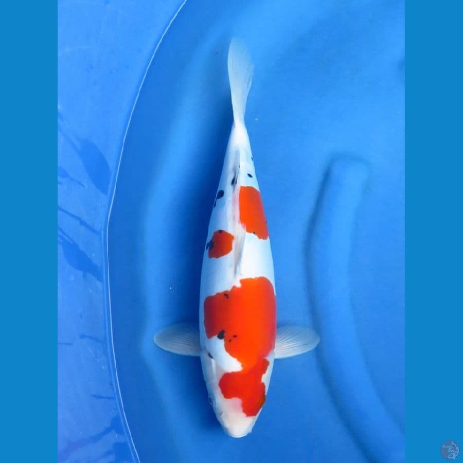 39cm - Doitsu Murni