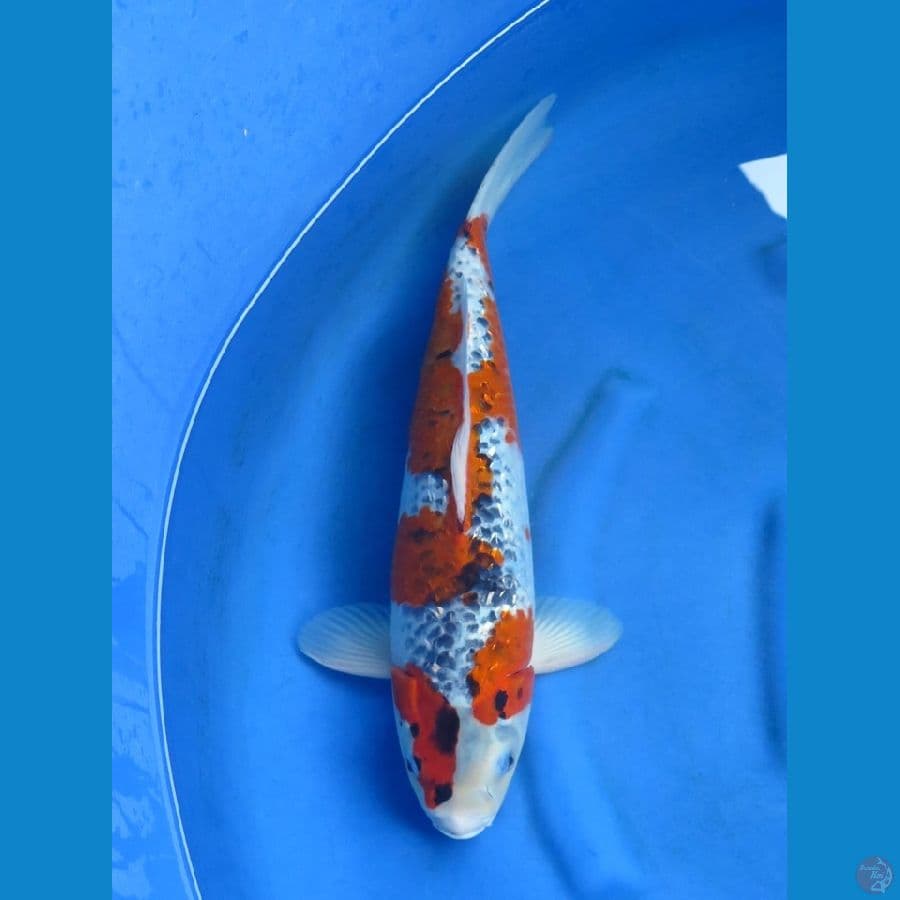 44cm - Goshiki Ginrin