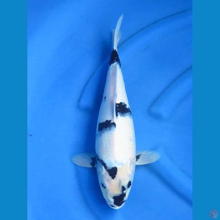 43cm , Putih salju
