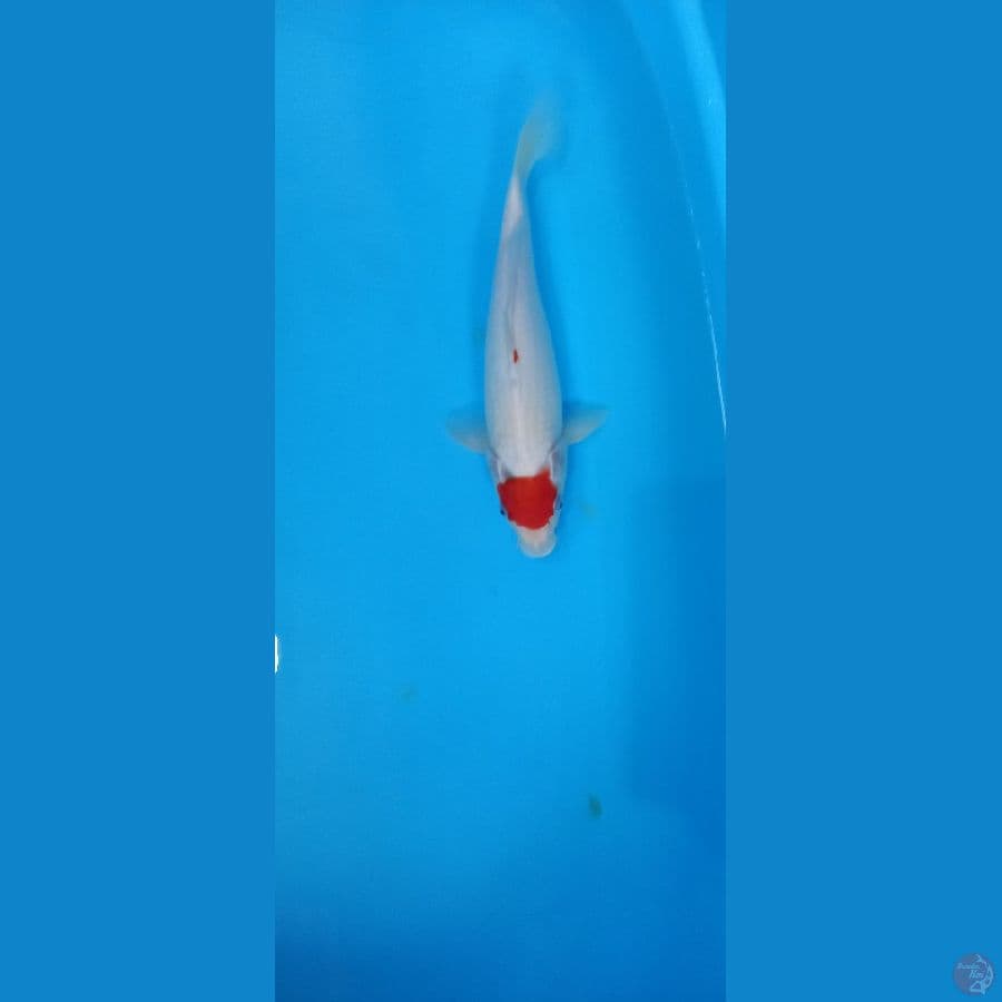tancho 29cm