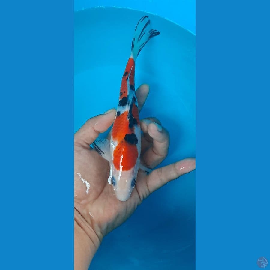 Sanke 20 cm