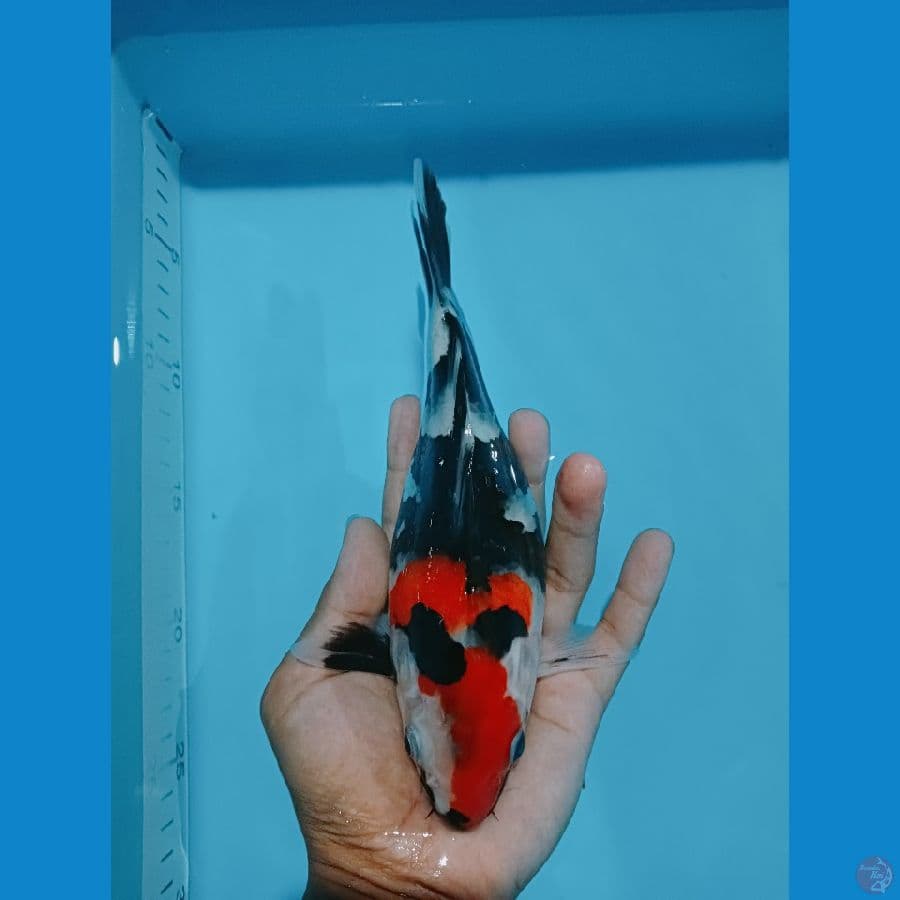SB 23 cm