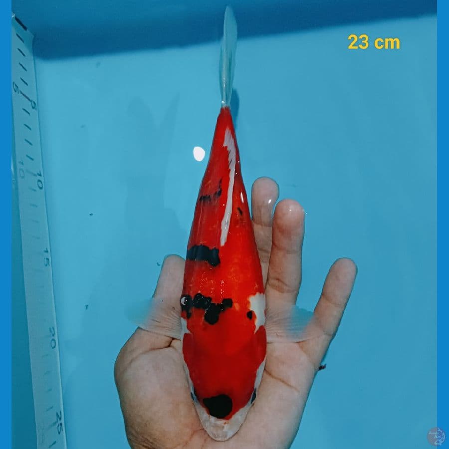 SB 23 cm