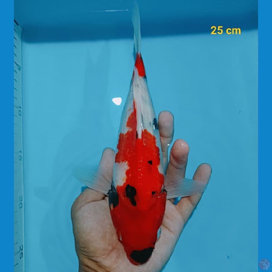 SB 25 cm