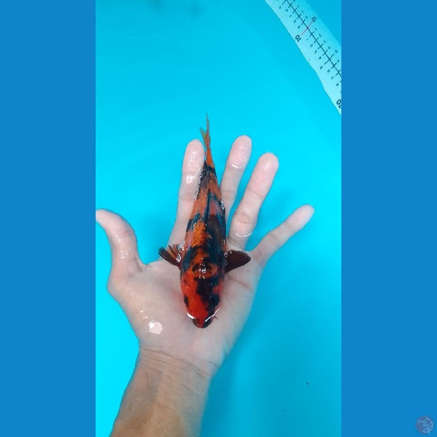Hi-Utsuri Hot 18cm™