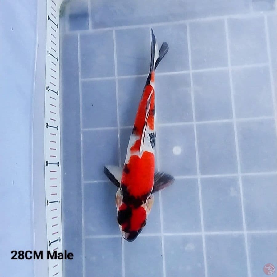 Maruten Showa 28CM Male