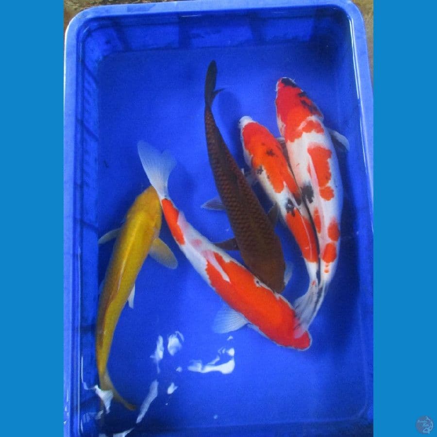 paket ±32-37cm