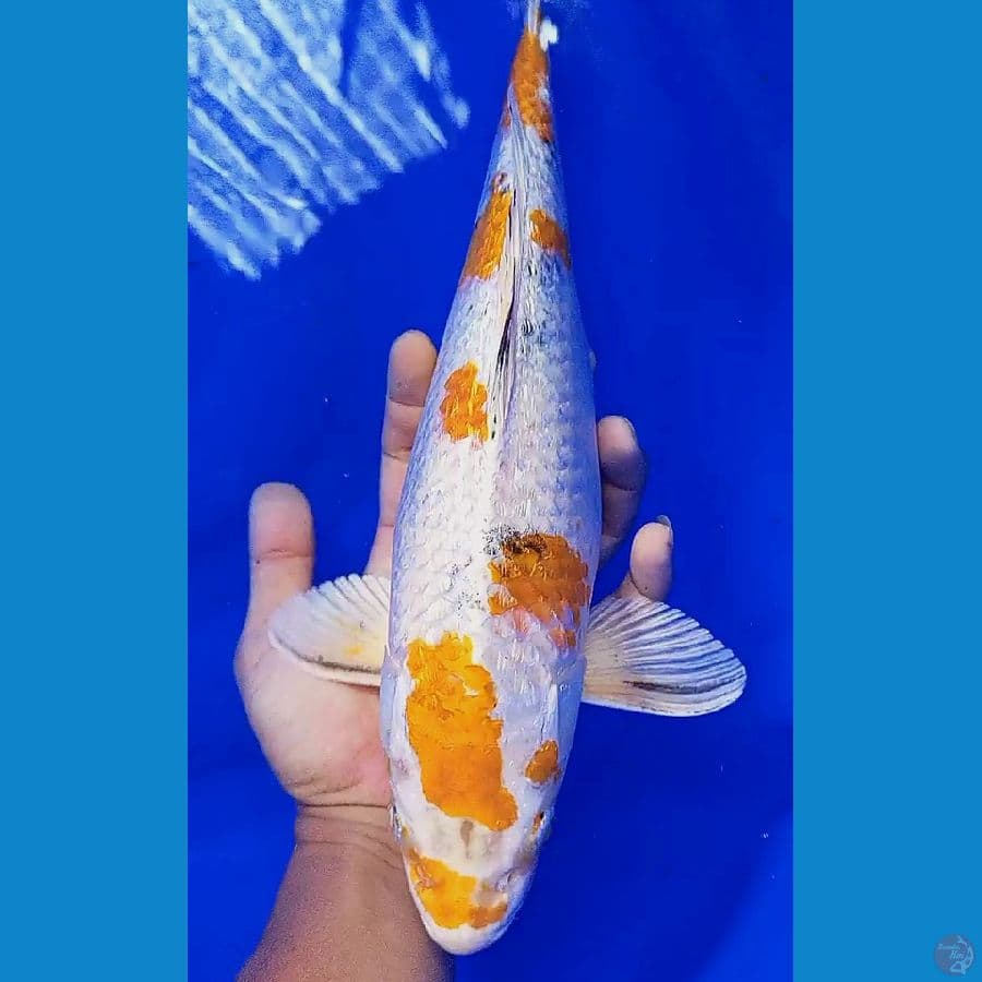 ikan langka yamato nishiki ginrin f 37 cm