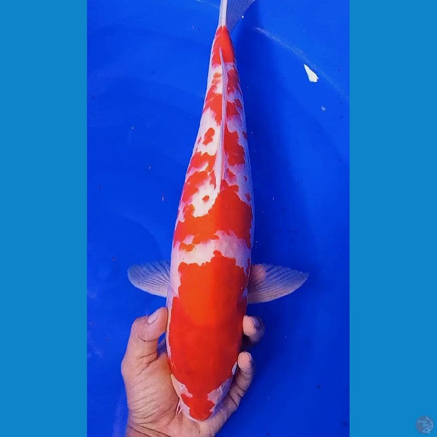 jumbo sakura kohaku strong 45 cm