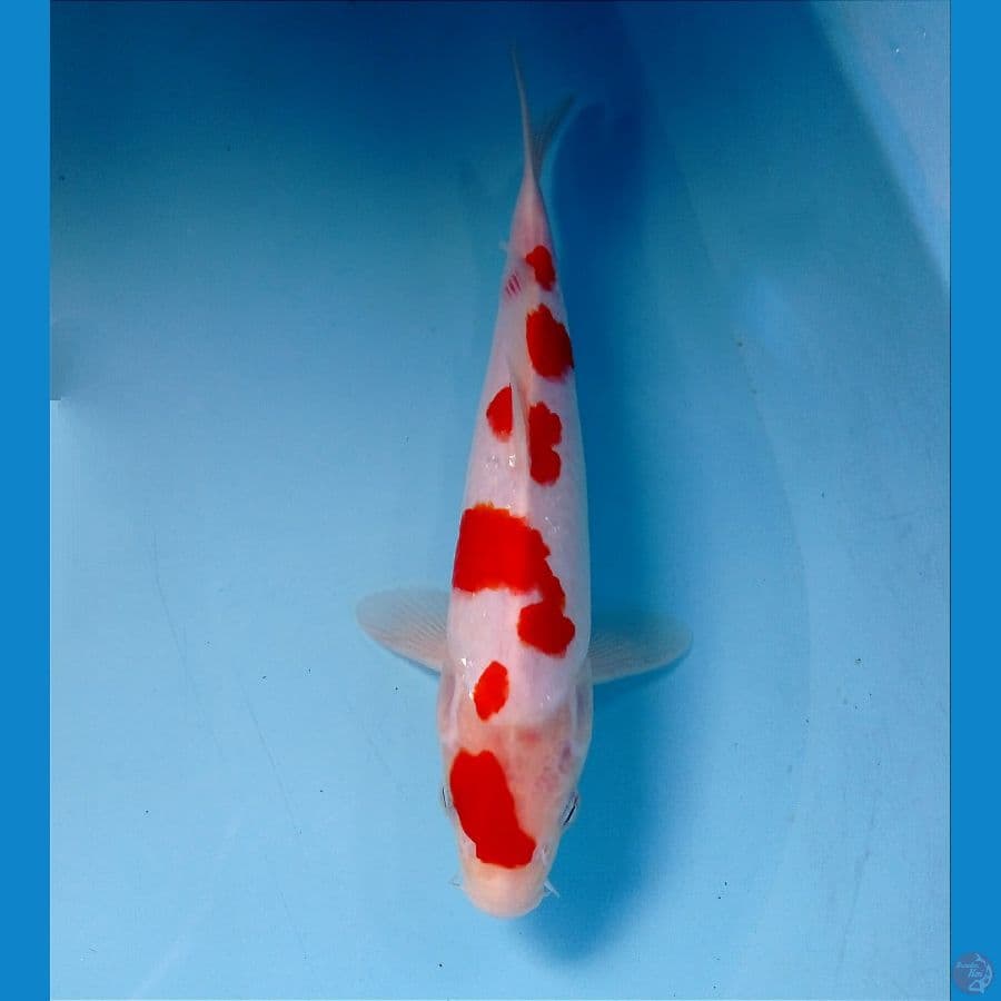 kohaku 26 cm