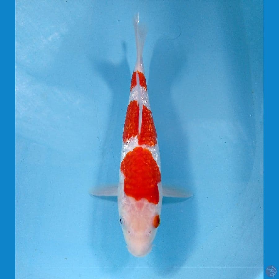 kohaku ginrin 26 cm