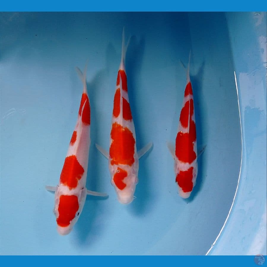 kohaku 20-24 cm