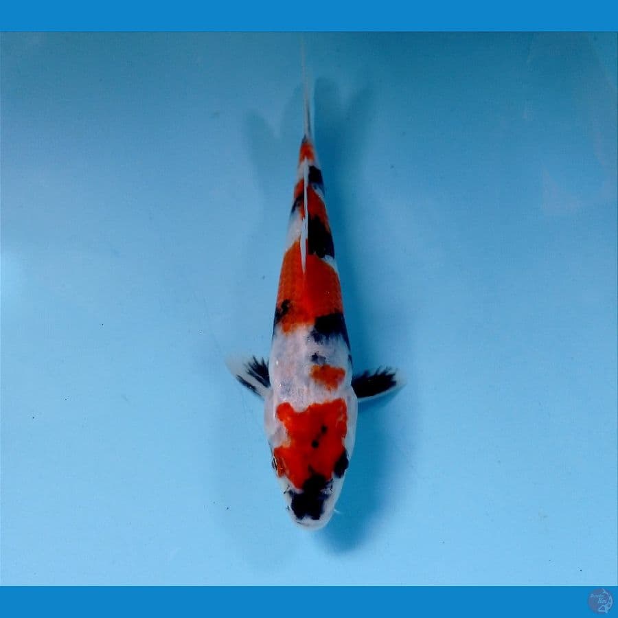 showa 17 cm