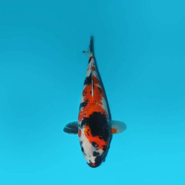 36 CM - SHOWA KOROMO