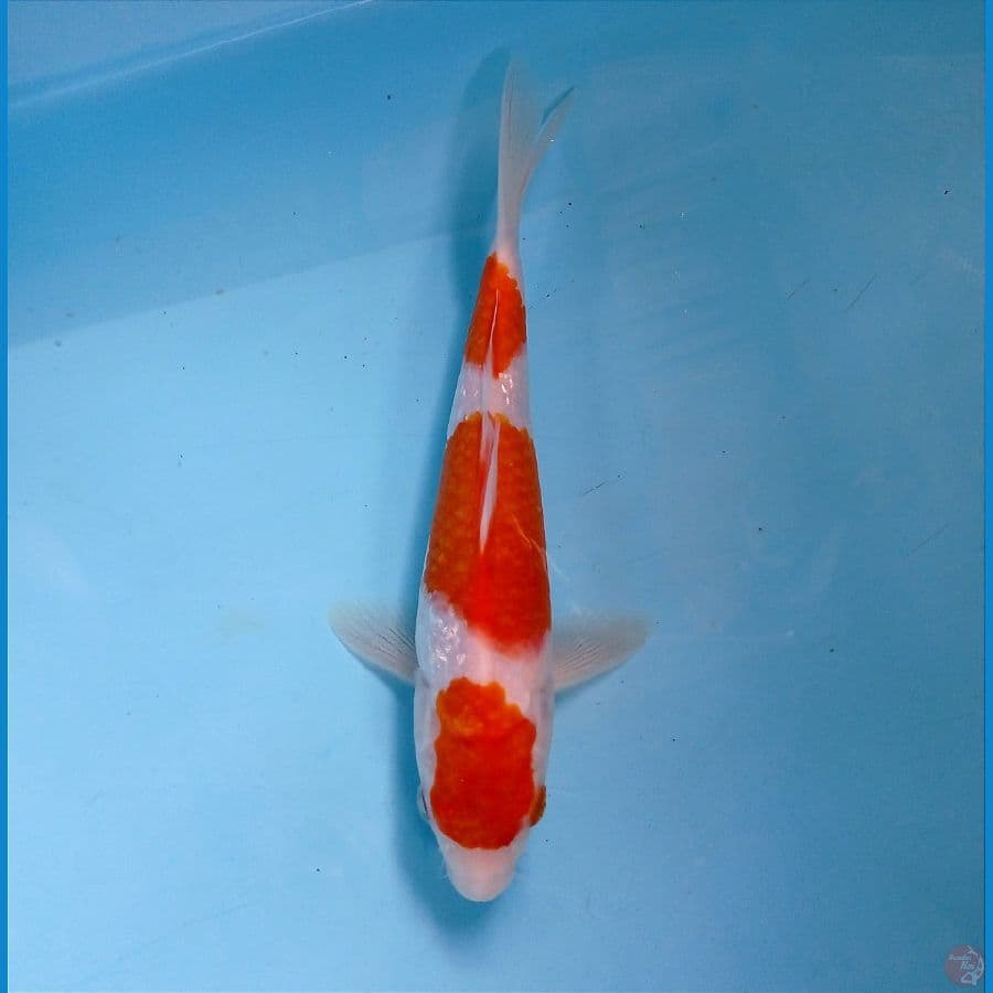 kohaku 20 cm