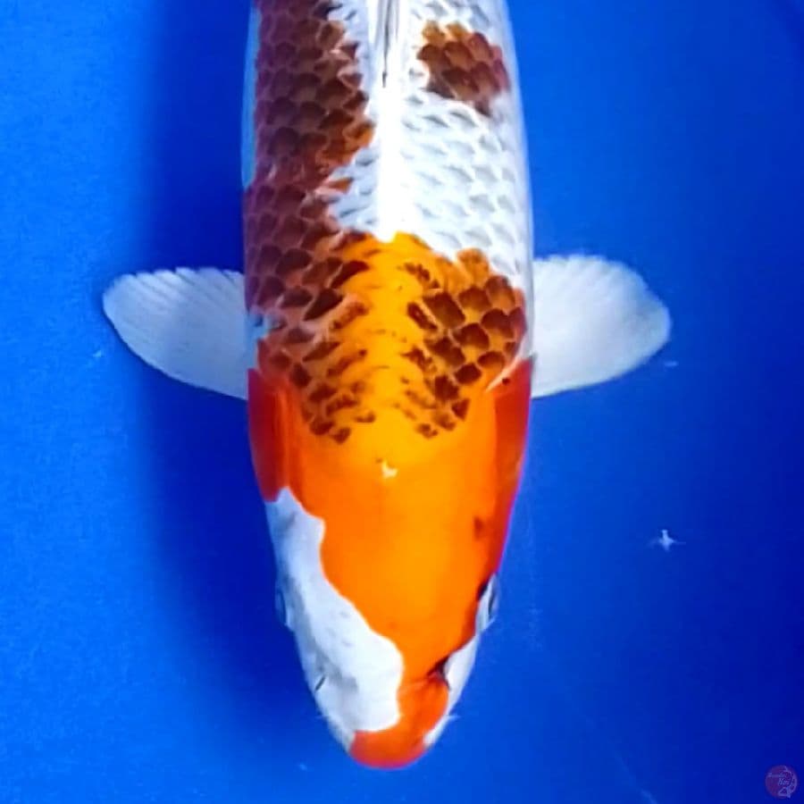 KOJAKU 38CM