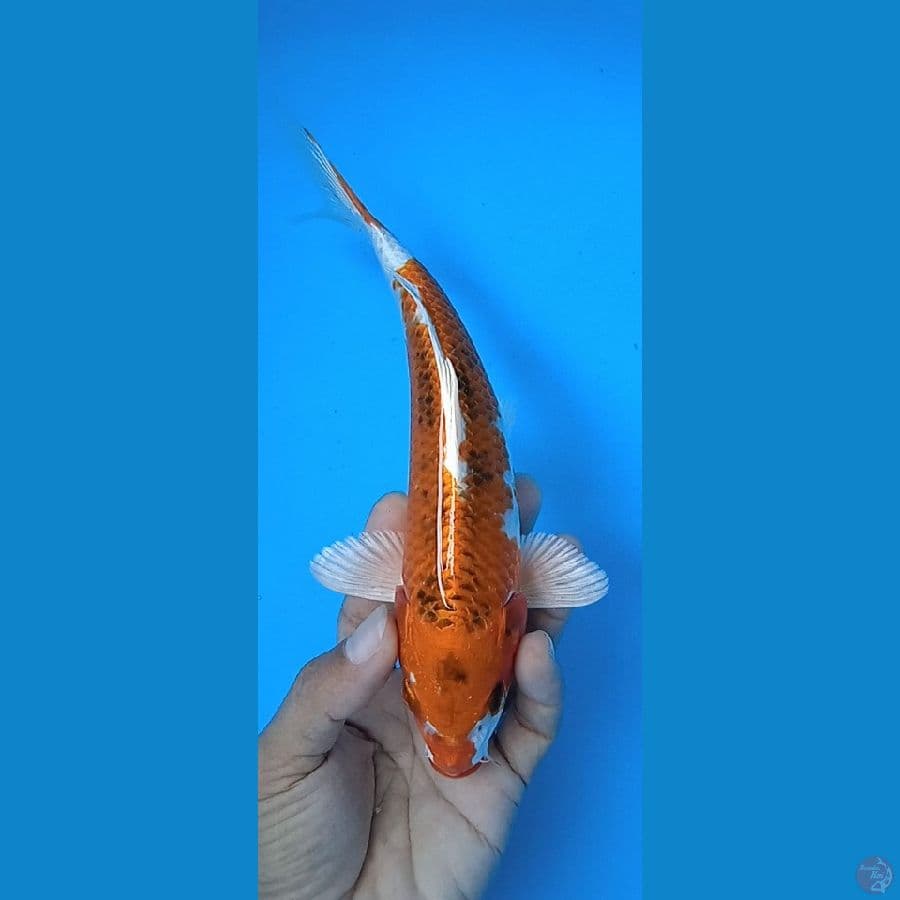 beni gingga : 21 cm jantan
