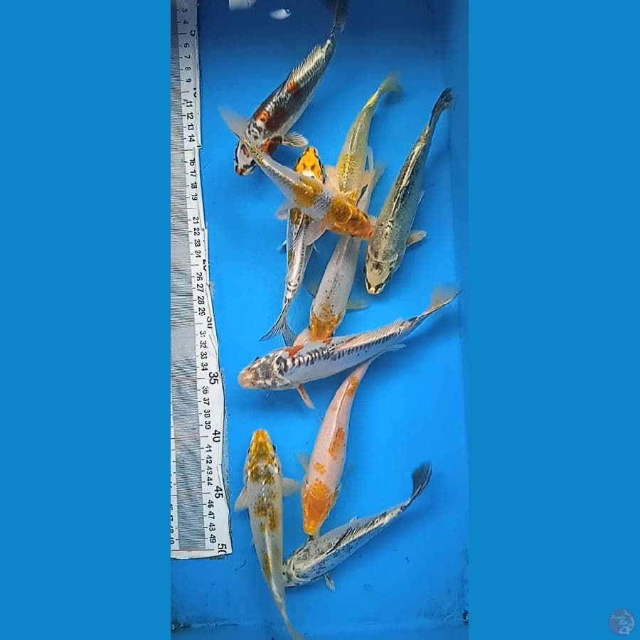 10 ekor mix antikan : 15 20 cm