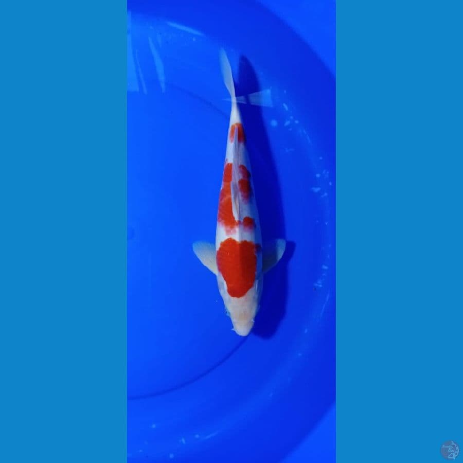 KOHAKU 35CM