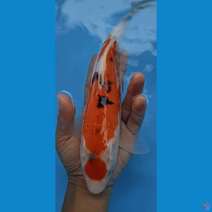doitshu original : 28 cm