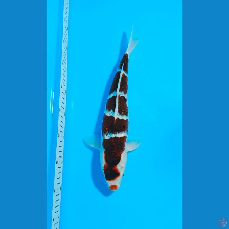 GOROMO 30CM