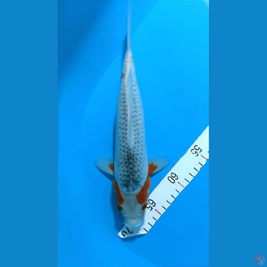 ASAGI 30CM