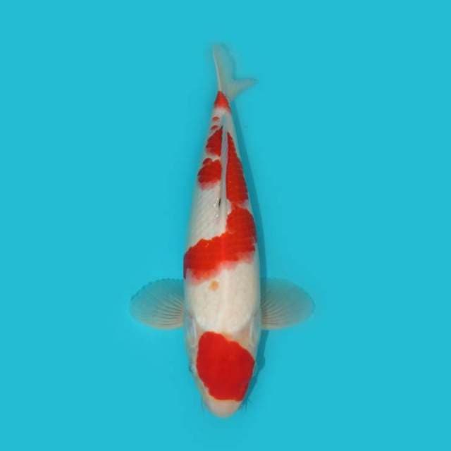 33 CM - MARUTEN