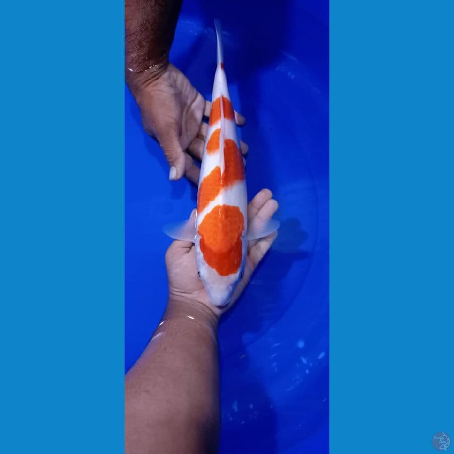 KOHAKU 35CM