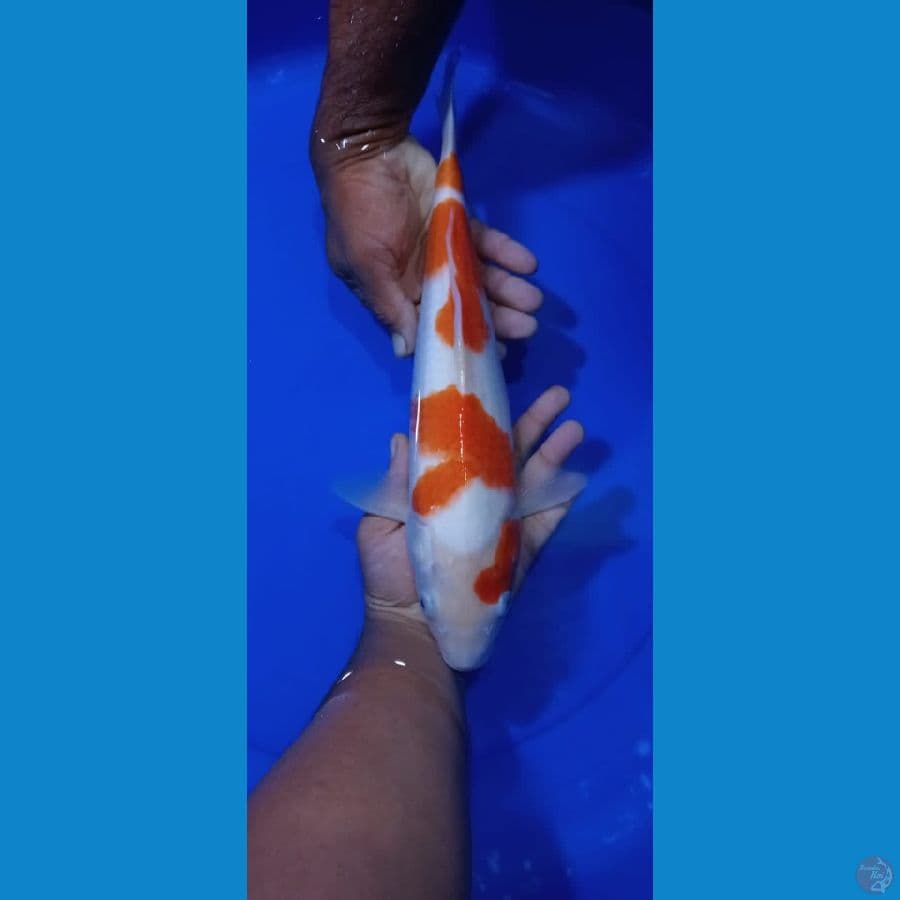 KOHAKU 37CM