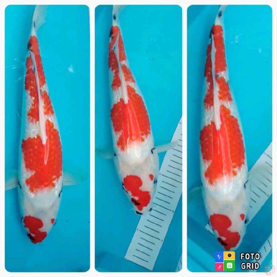 showa 43cm full ginrin