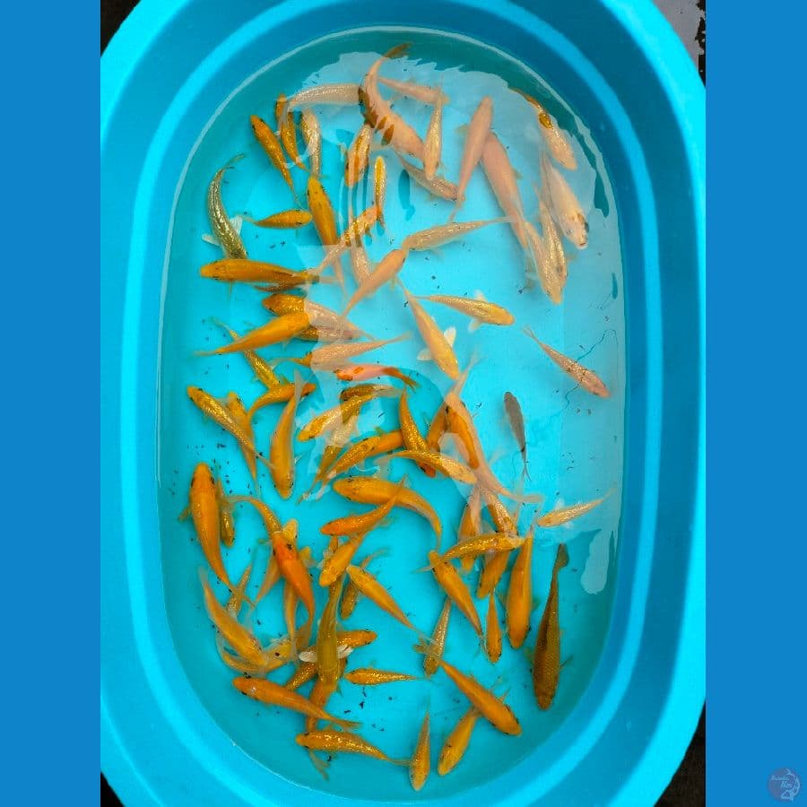 Bibitan Karashi 10-15BU 100ekor